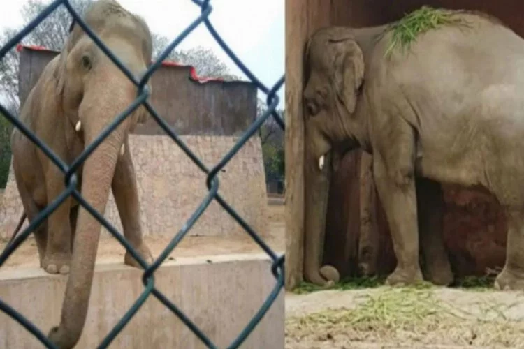 İşkence gören fil 35 yıl sonra esaretten kurtuldu