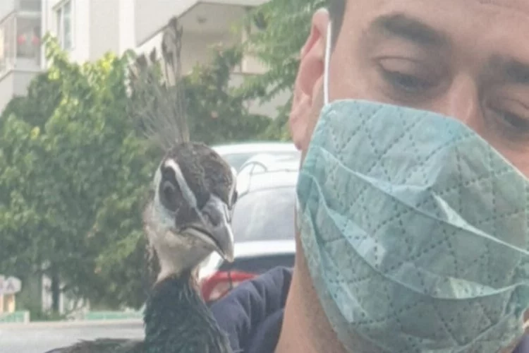 Bursa'da çiftlikten kaçan tavus kuşu nefes kesen operasyonla yakalandı
