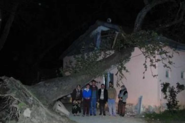 Dev ağaç evin üzerine devrildi