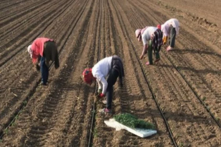 Mevsimlik tarım işçileri Bursa Karacabey'e geldi