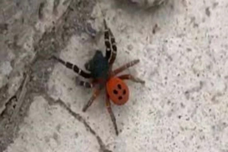 Ankara'da örümcek paniği