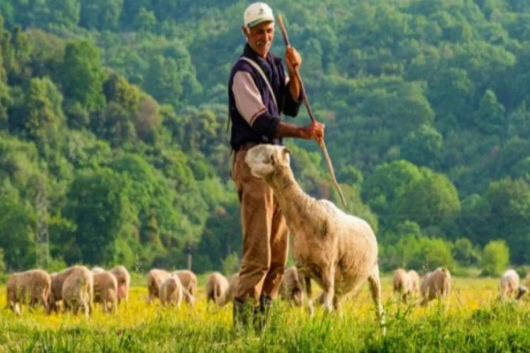 Bursa'da çobanın kendine has üslubuyla anlattığı videoya büyük ilgi!