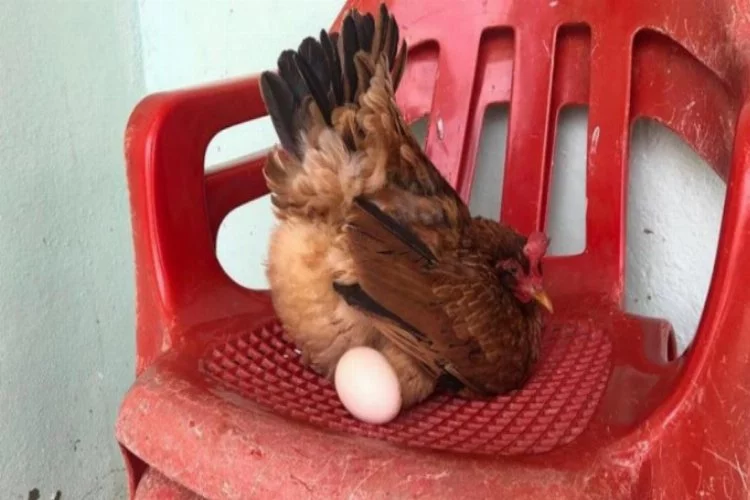 Rahatına düşkün bu tavuk sandalyeden başka yerde yumurtlamıyor