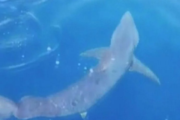 Güney Kıbrıs'ta korkutan anlar... Köpek balığı böyle saldırdı!