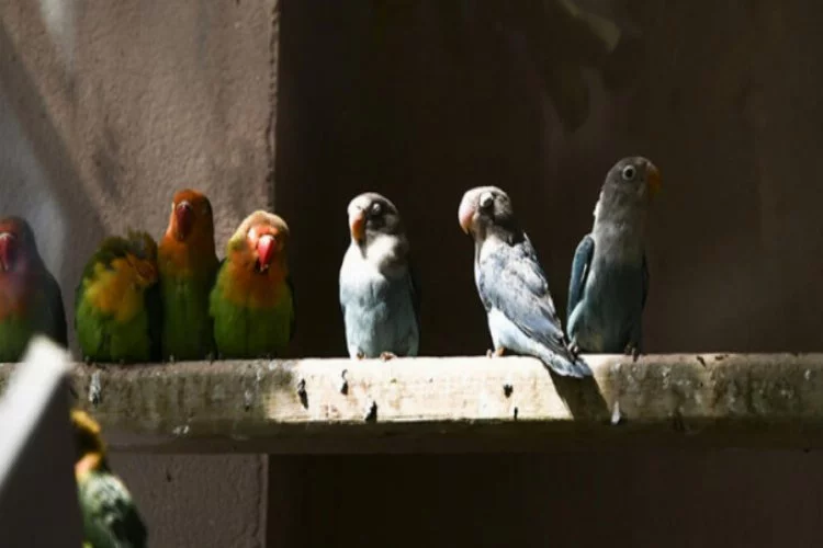 200 cennet papağanı Gaziantep'e getirildi