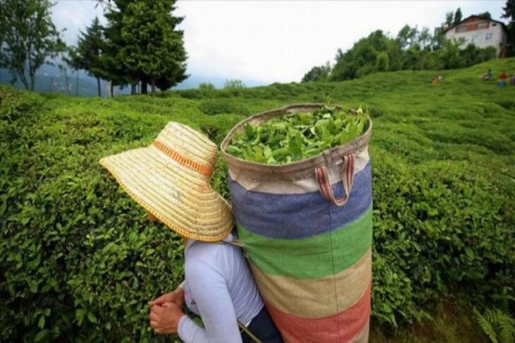 Rize'den yapılan 4 aylık çay ihracatı yüzde 159 arttı
