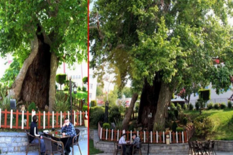 850 yaşındaki çınar ağacı zamana meydan okuyor