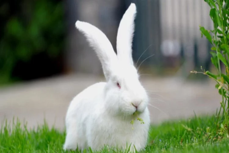 Bursa'da pandemi sürecinde tavşan satışları arttı