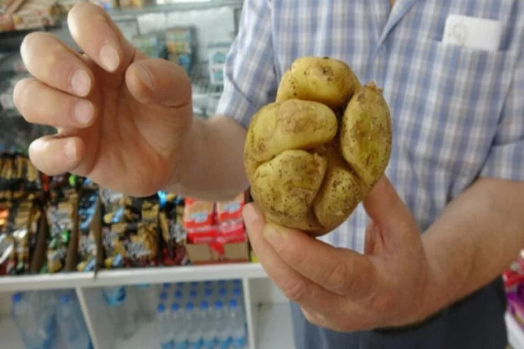 Yumruk şeklindeki patates görenleri şaşırtıyor