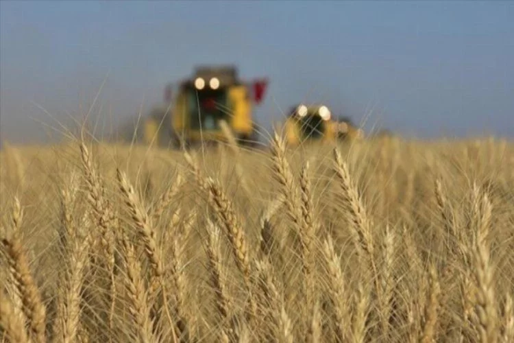 Buğdayda yaklaşık 22 milyon tonluk üretim