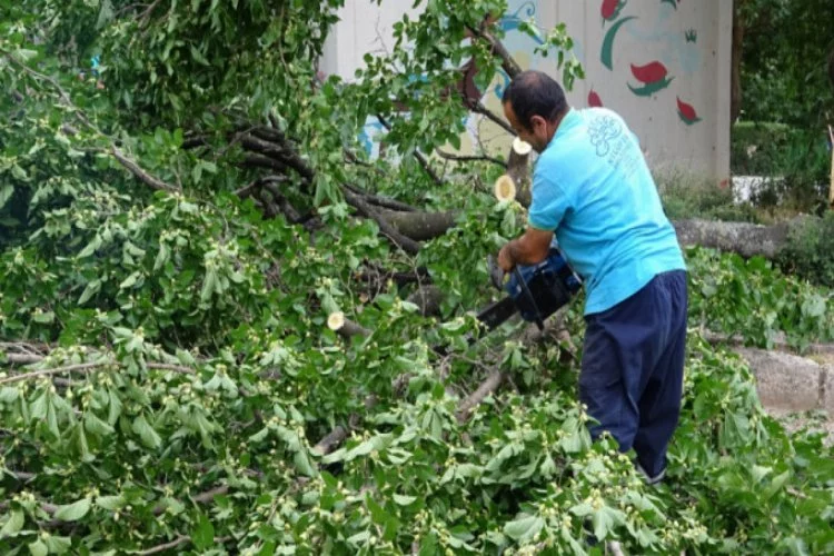 Bursa'da şiddetli rüzgar ağaçları devirdi! Vatandaşlar akın etti