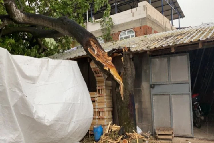 Bursa'da aşırı yağış ve fırtına 50 yıllık ağacı devirdi