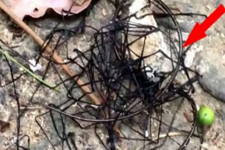 Balıkçının ağına takılan deniz canlısı görenleri ürküttü! Tıpkı kabloya benziyor