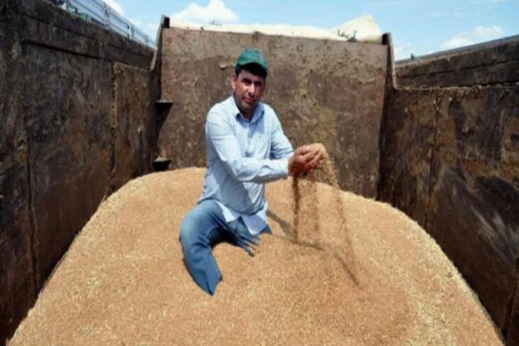 Malkara'da sezonun ilk buğdayı 2,03 liradan satıldı