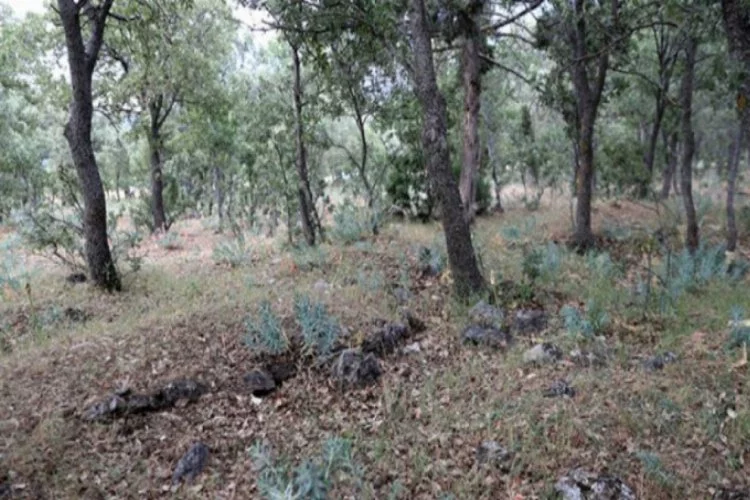 Yunanların 99 yıl önce yakarak katlettiği 83 Türkün mezar yerleri bulundu