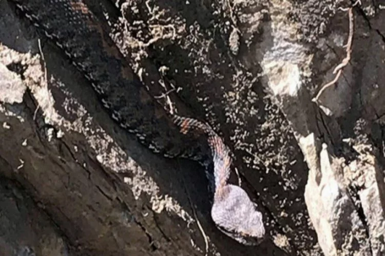 Sınırda görülen koca engerek yılanı korkuya neden oldu