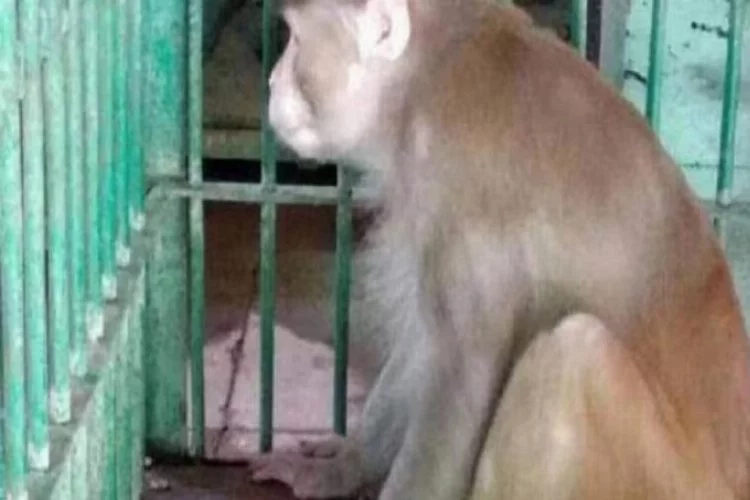 Bir kişiyi öldüren, 250 kişiyi yaralayan maymuna müebbet