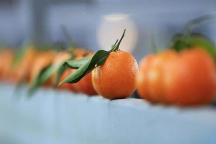 Rusya'ya mandarin ihracatı 5 ayda yüzde 50 arttı