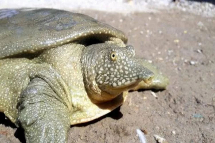 Nesli tükenmekte olan Fırat kaplumbağası bulundu