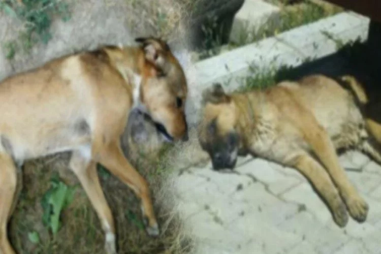 Korkunç olay! 6 köpek zehirlenerek öldü