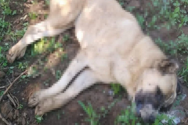 Bursa İznik'te 4 köpek ölü bulundu