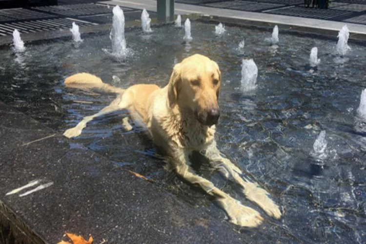 Köpeğin süs havuzu keyfi