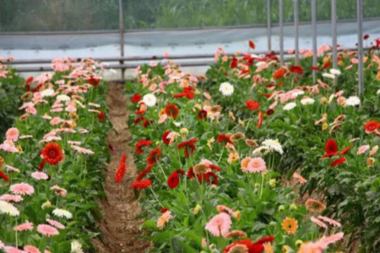 Kesme çiçekler Türkiye'nin dört bir yanına gönderiliyor