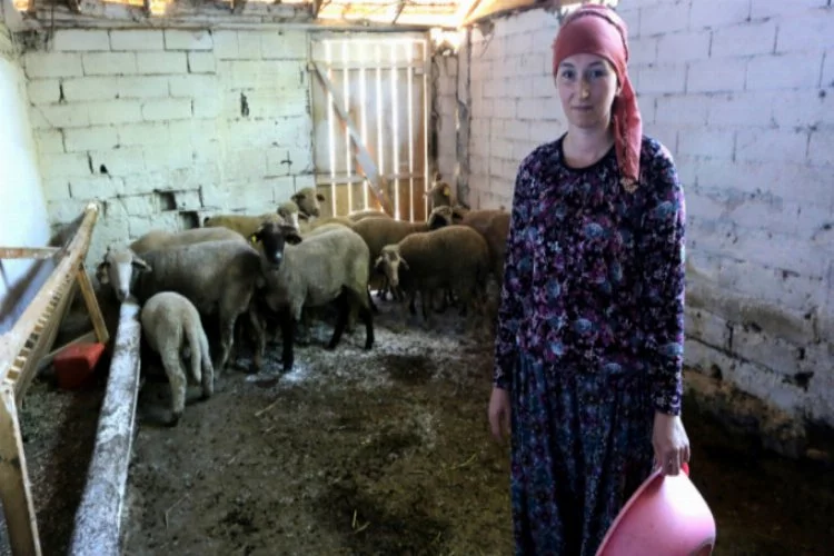 İki üniversite bitirip 4 dil bilen Rus kadın Bursa'da hayvancılık yapıyor