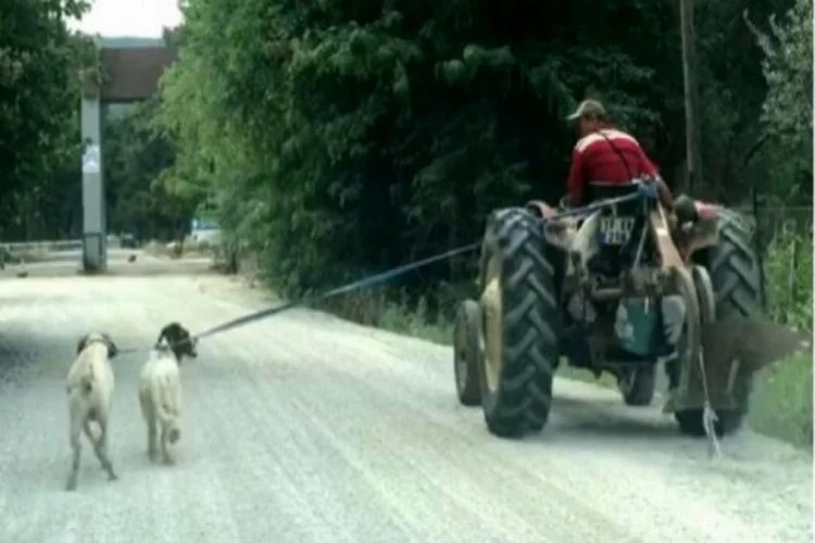 Köpeklerini traktöre bağlayıp götürdü!