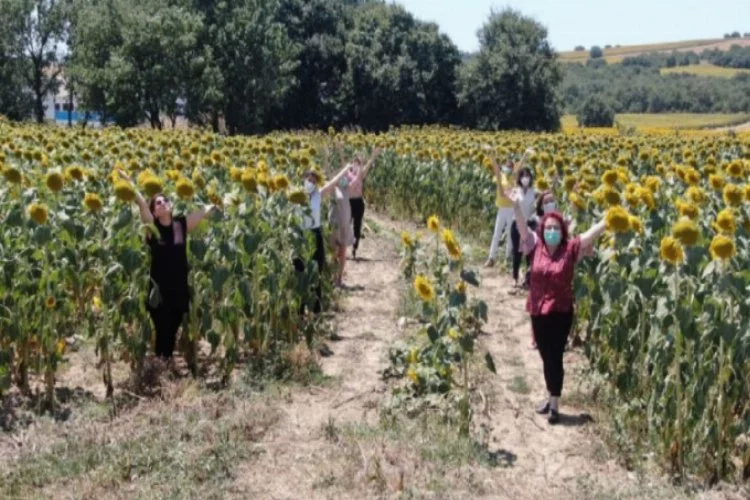 Bursa'da kadınlar azmetti, 1,5 milyon metrekarelik boş arazi ayçiçek tarlasına döndü