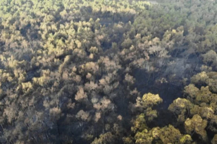 Heybeliada'da 5 hektar ormanlık alan kül oldu