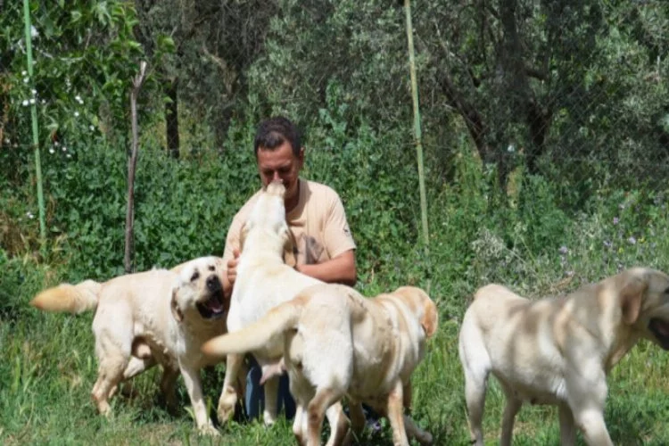 Bursa'daki çiftlikte yetiştirilen labrador cinsi köpekler ilgi görüyor!