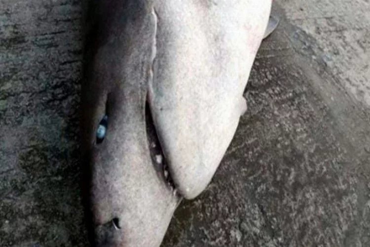 Ege'de yakalanan köpek balığını görenler şoke oldu!