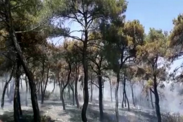 6 hektar ormanlık alan yandı