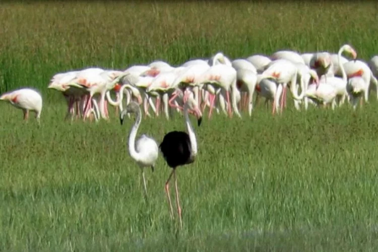 Kayseri'de siyah flamingo görüntülendi