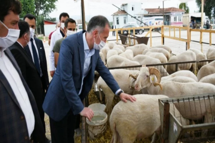 Bursa İnegöl'de hayvan pazarında hareketlilik başladı