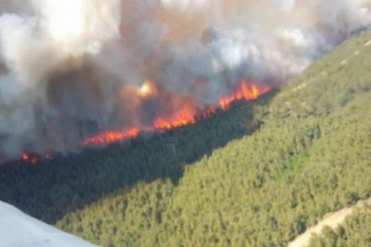 Çanakkale'da orman yangını