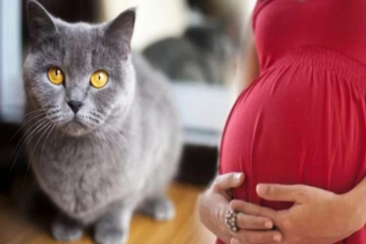 İstenmeyen hamileliğinin sorumlusu evde beslediği kedi çıktı