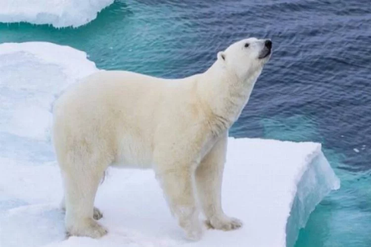 Kutup ayılarının nesli tehlikede! 2100 yılına kadar...