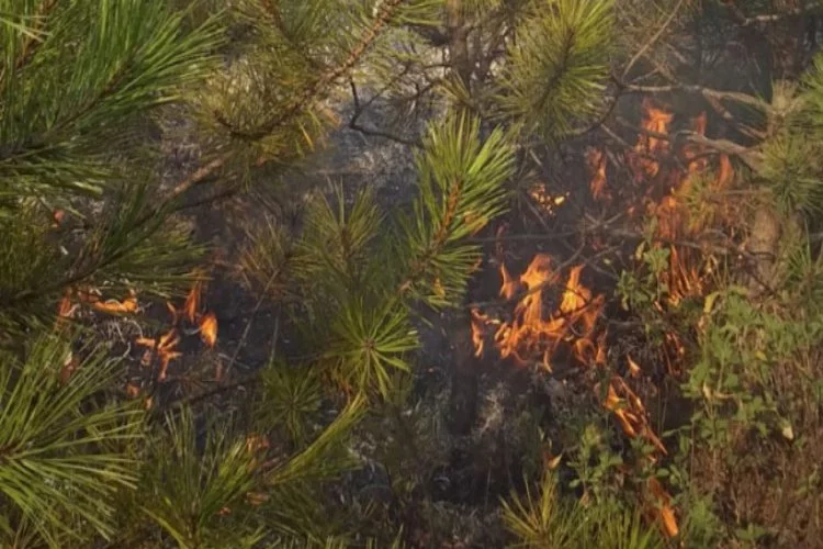 Devrilen elektrik direği ormanı yaktı