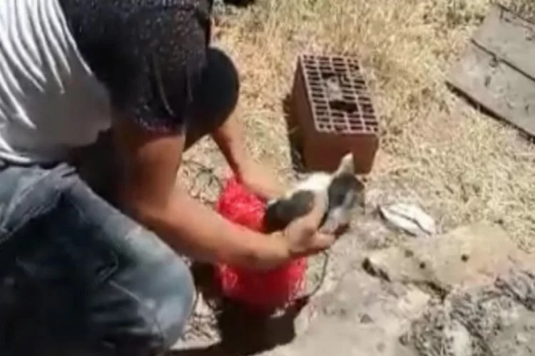 Su kuyusuna düşen küçük kediyi itfaiye ekipleri kurtardı