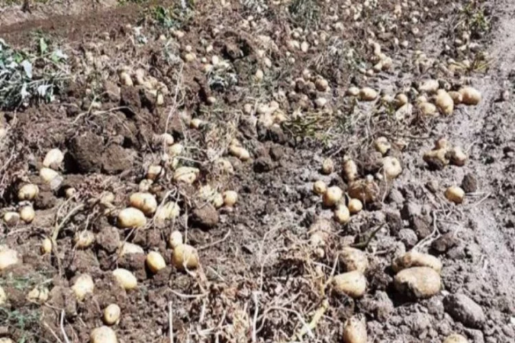 Hisarcık'ta yerli patates çıktı fiyatlar düştü