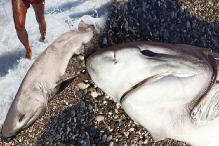 Korkunç iddia! Köpek balığı turistlere gösterilmek için öldürüldü