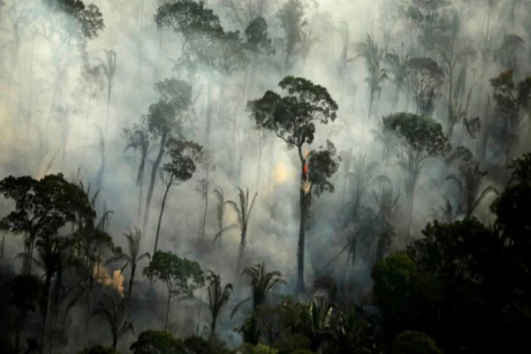 En büyük tropikal sulak alan bilerek yakılıyor