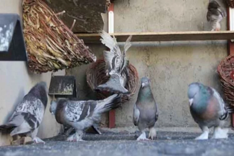 Diyarbakır'da güvercin oteli açıldı