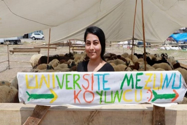 'Üniversite mezunu koyuncu' afişi ile kurbanlık satıyor!