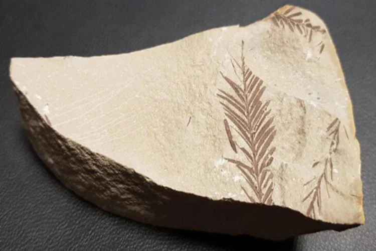 Antalya ve Konya'da bulundu! 500 milyon yaşında...