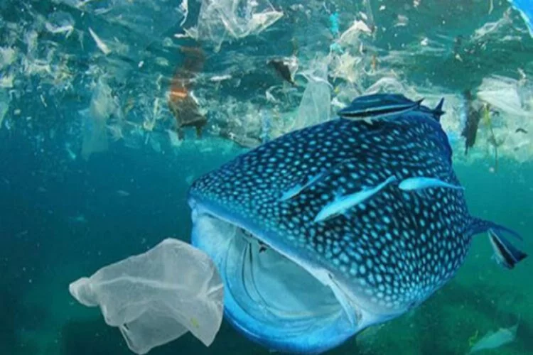'Tek Kullanımlık Plastikler Yasaklansın' kampanyasına 500 bin kişiden destek