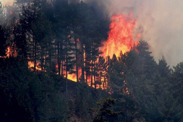 12 ilde 19 orman yangını