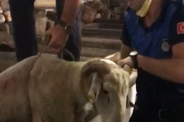 Bursa'da sahibinden kaçan kurbanlık koyun 7 metrelik kuyuya düştü